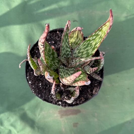 Aloe 'Chico Banana' (LL51)
