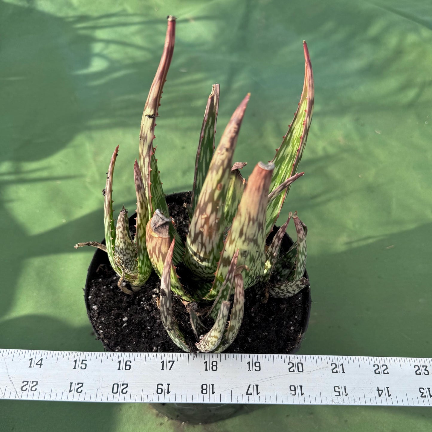 Aloe 'Chico Banana' (LL51)