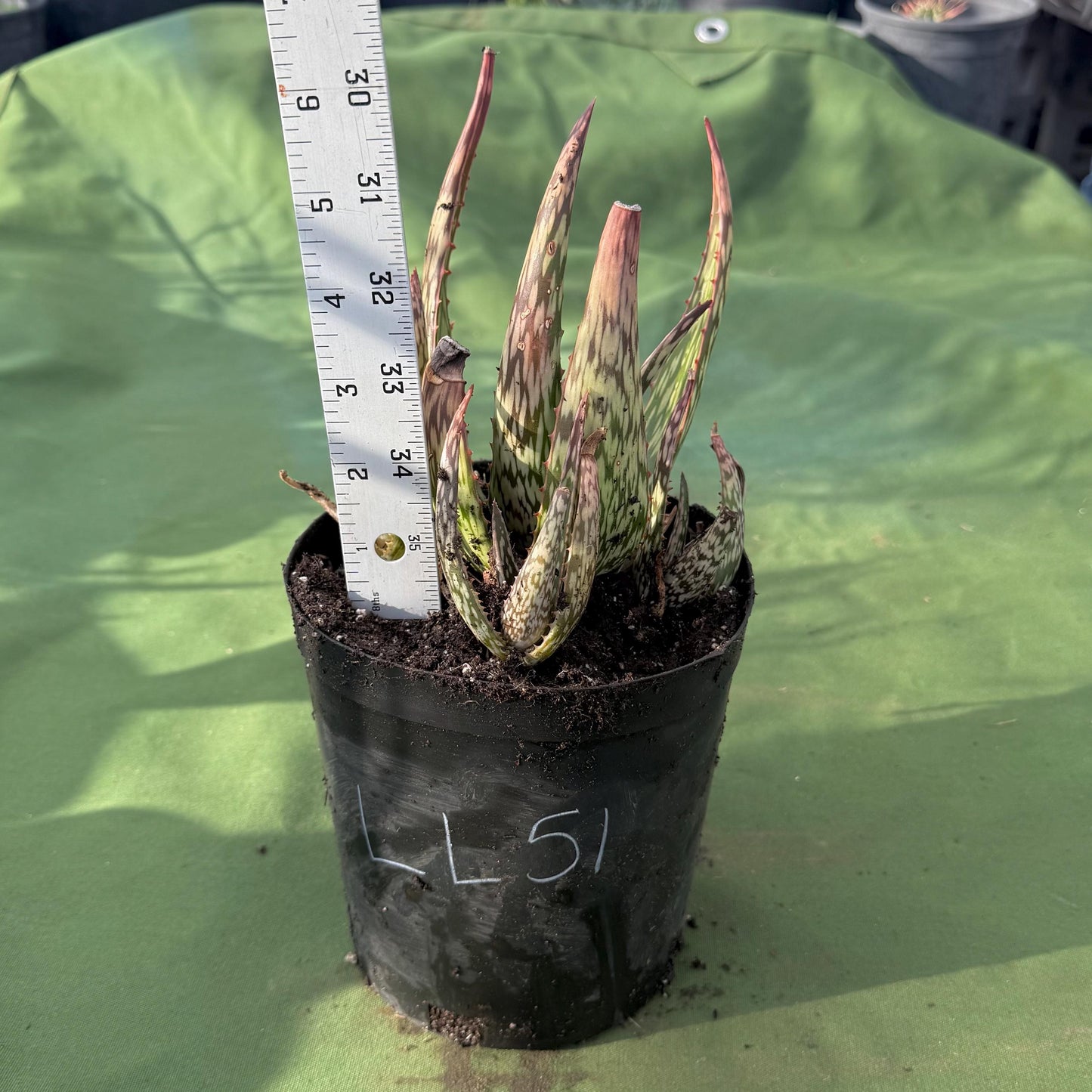 Aloe 'Chico Banana' (LL51)