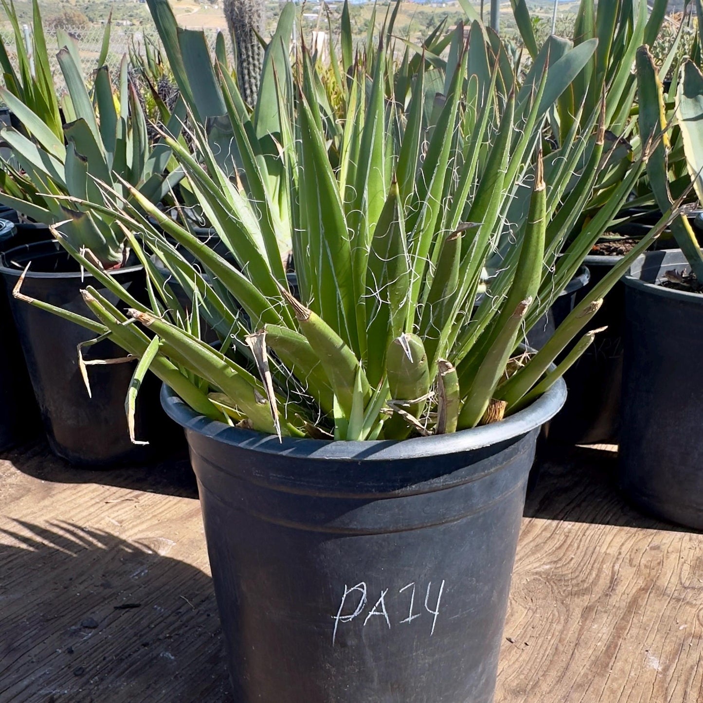 Thread Agave (PA14) | Agave filifera