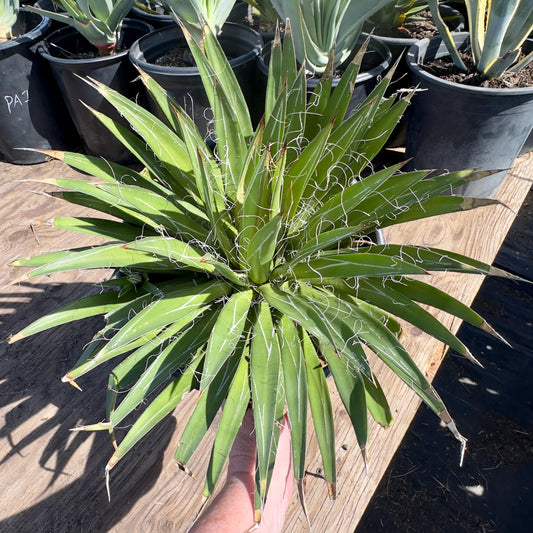 Thread Agave (PA14) | Agave filifera