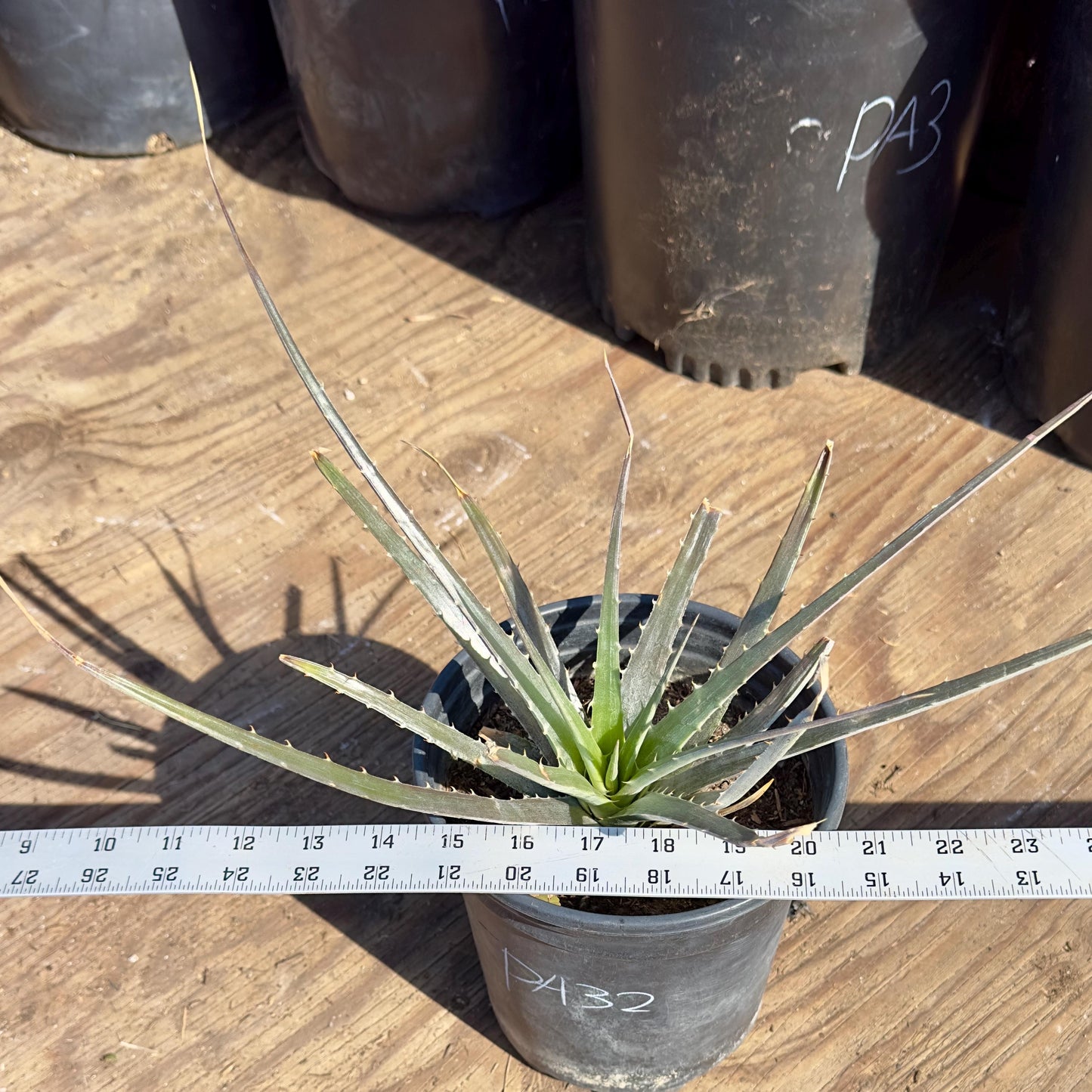 Large Dyckia (PA32)