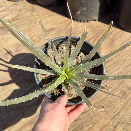 Large Dyckia (PA32)