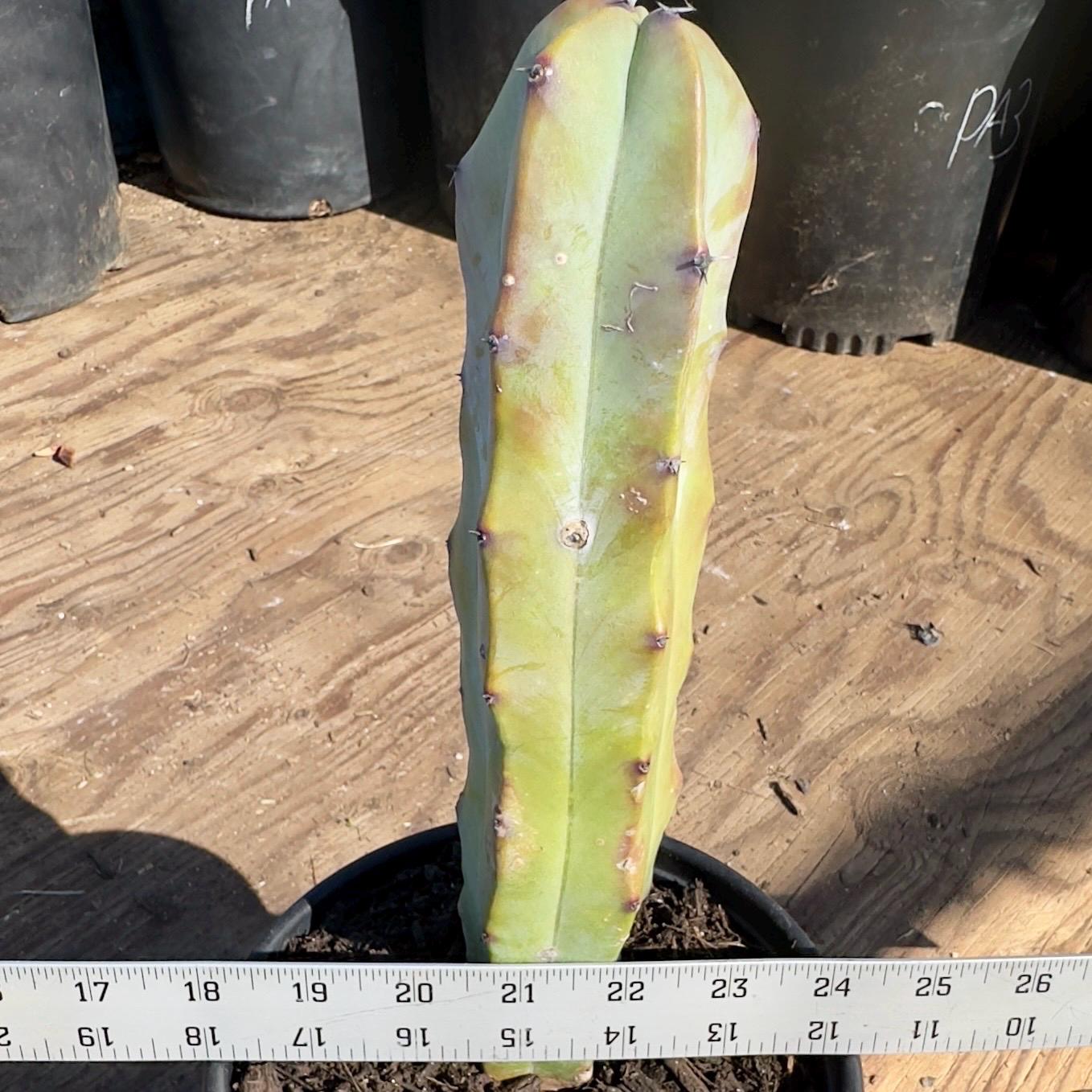Myrtillocactus geometrizans (PA50)