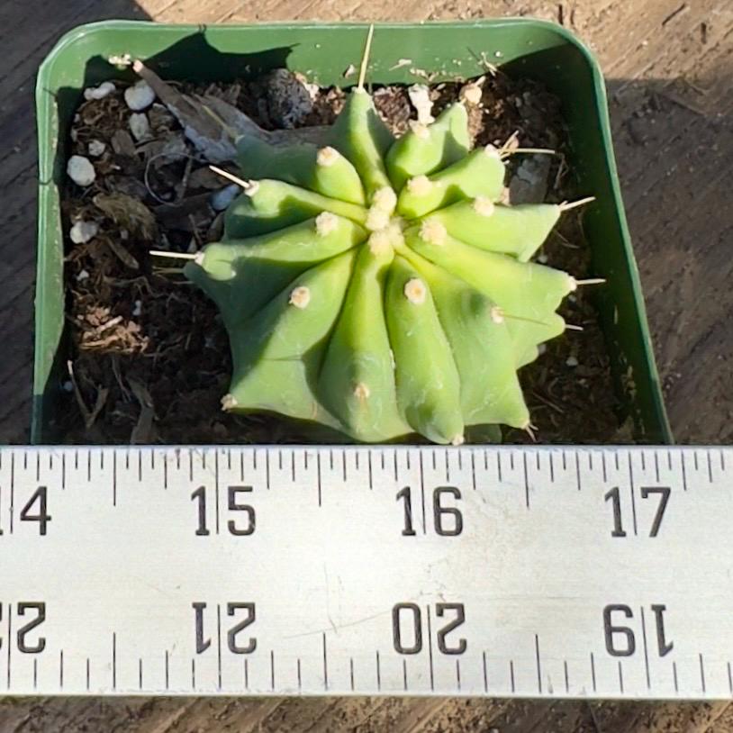 Glaucous Barrel Cactus (PA51) | Ferocactus glaucescens inermis