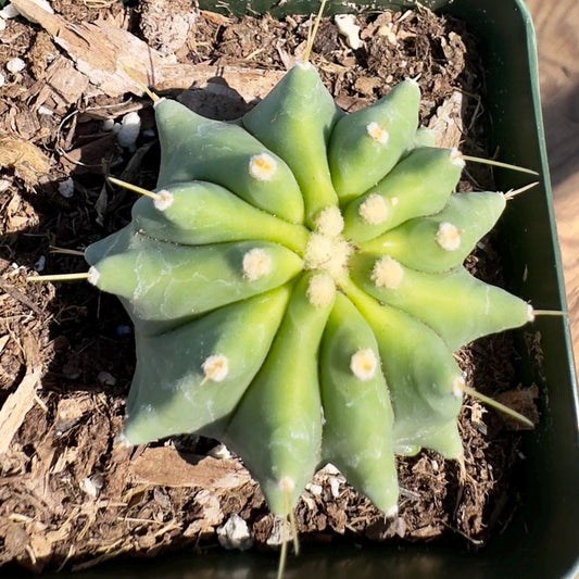 Glaucous Barrel Cactus (PA51) | Ferocactus glaucescens inermis