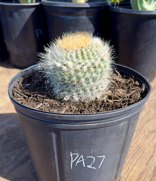 Parodia leninghausii PA27 | Golden Ball Cactus