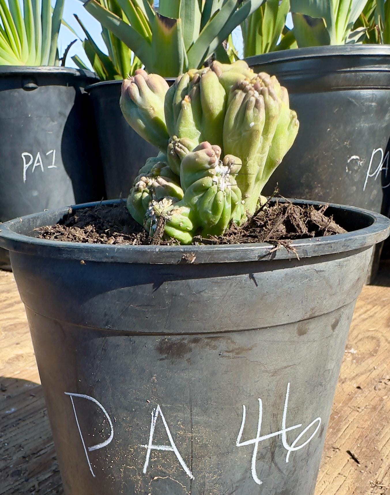 Cereus forbesii monstrose 'Ming Thing' PA46