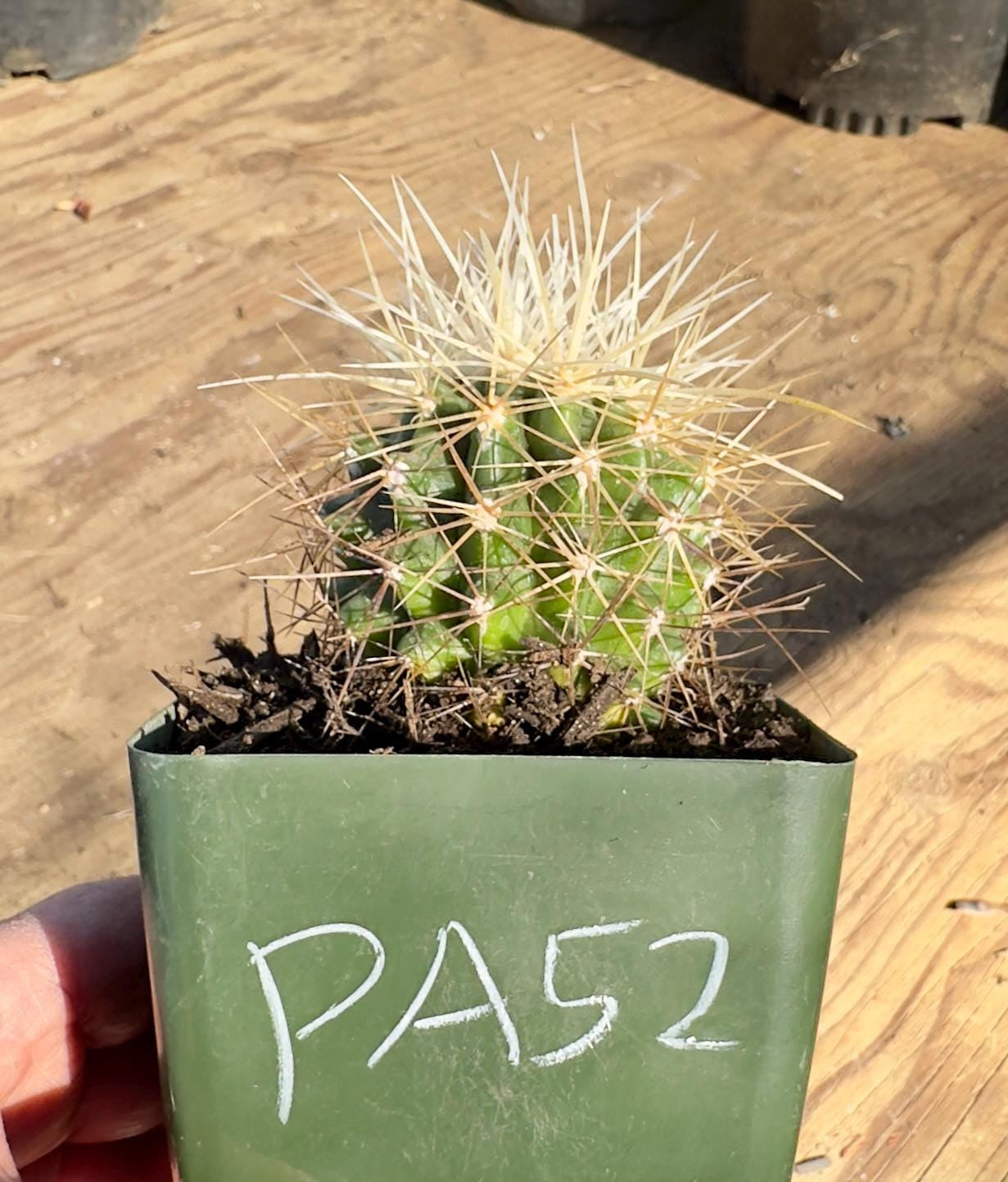 Echinocereus Grusonii Alba Spina - PA52