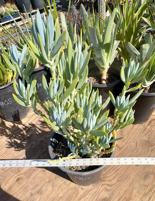 Fully Rooted Blue Chalk | AP57