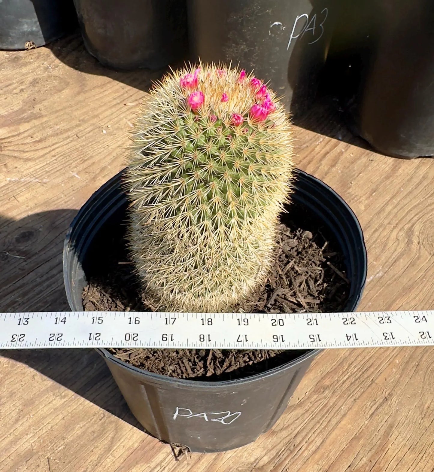 Mammillaria PA20