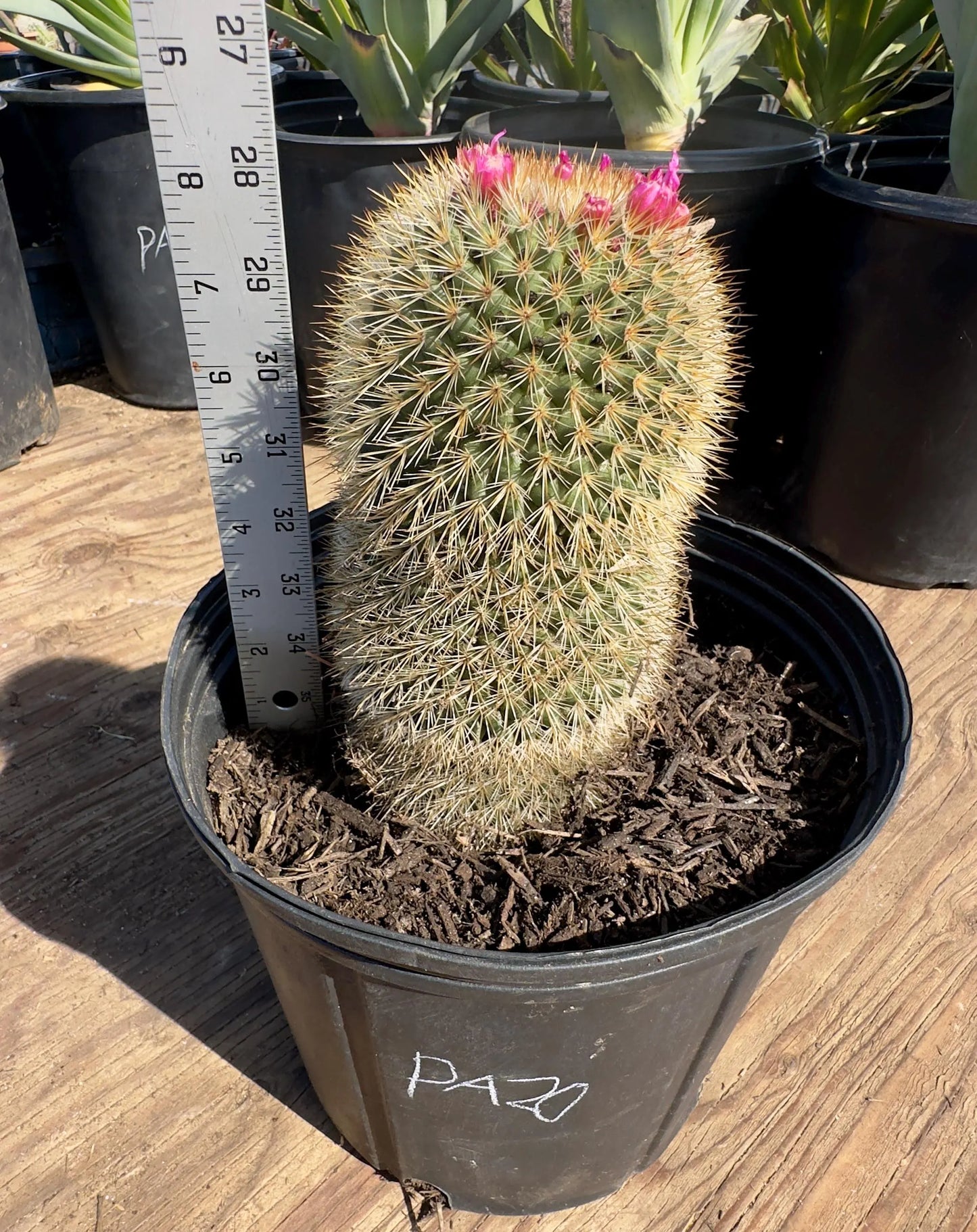 Mammillaria PA20