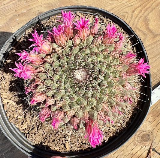 Mammillaria melanocentra PA22