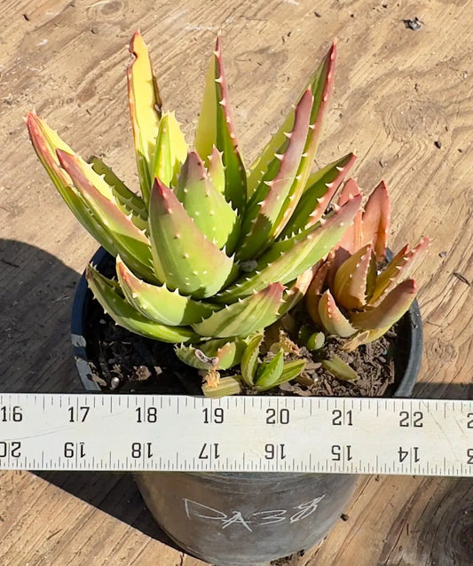 Golden Toothed Aloe PA38 | Variegated Aloe Nobilis