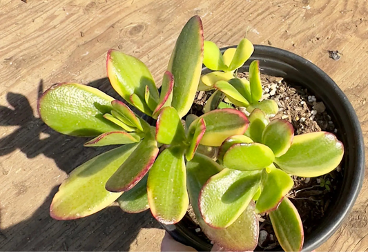 Lemon Lime Jade A54 | Crassula ovata 'Lemon & Lime'