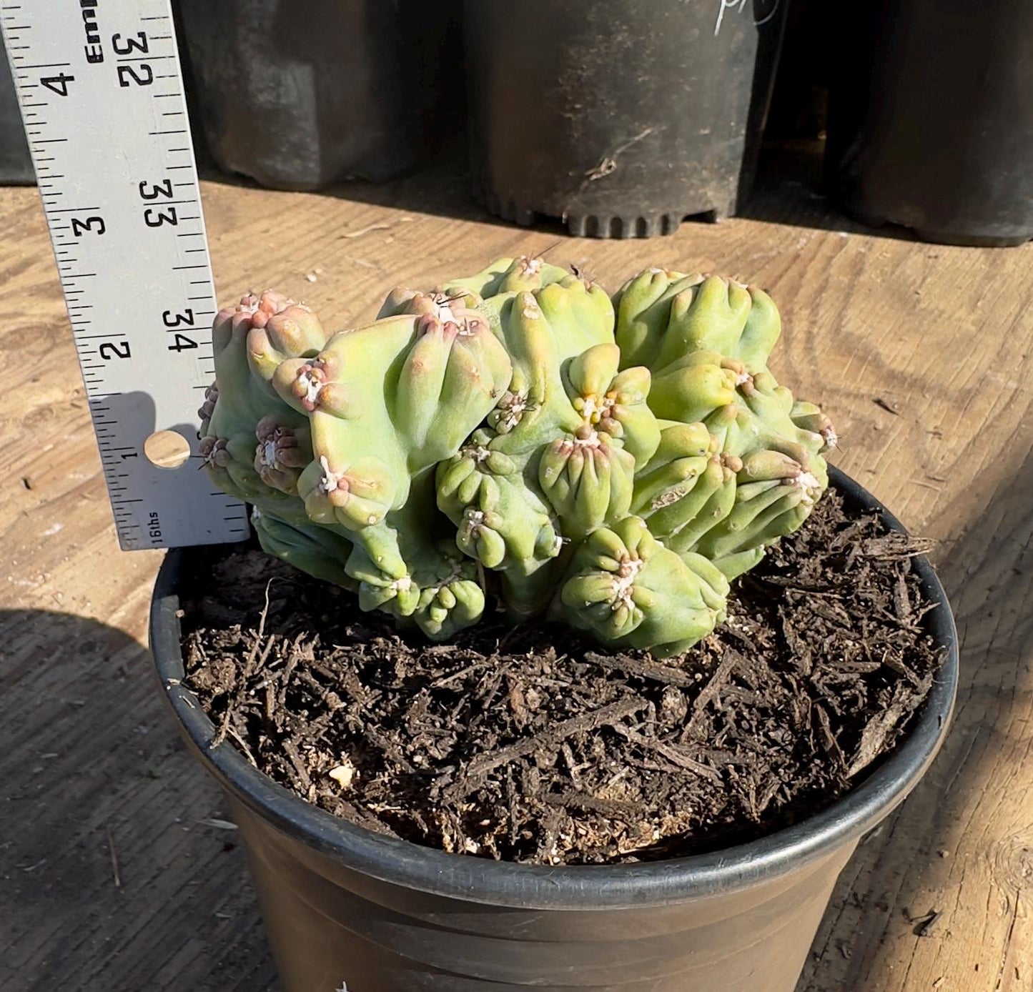 Cereus forbesii monstrose ‘Ming Thing’ PA47