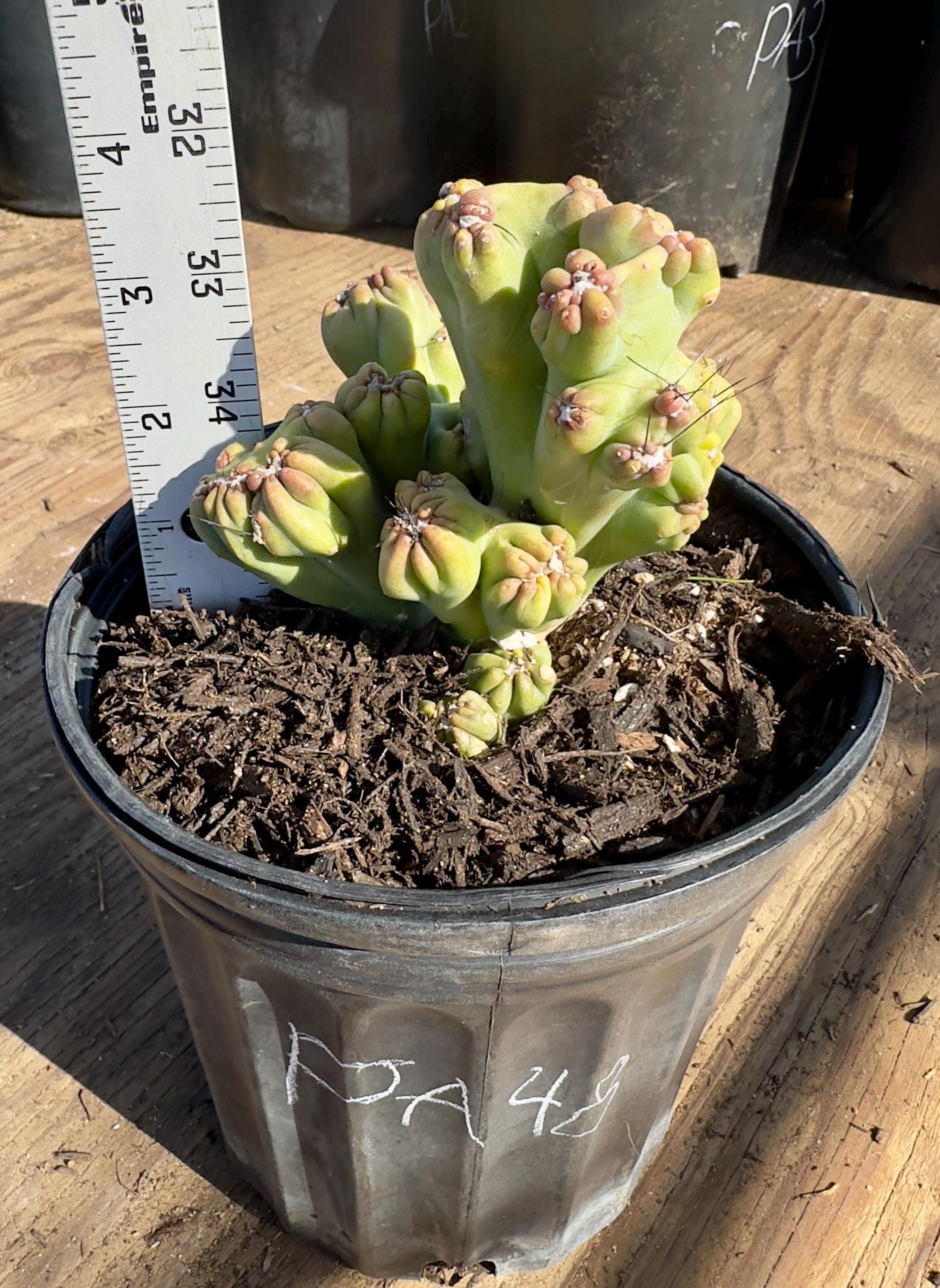 Cereus forbesii monstrose ‘Ming Thing’ PA48