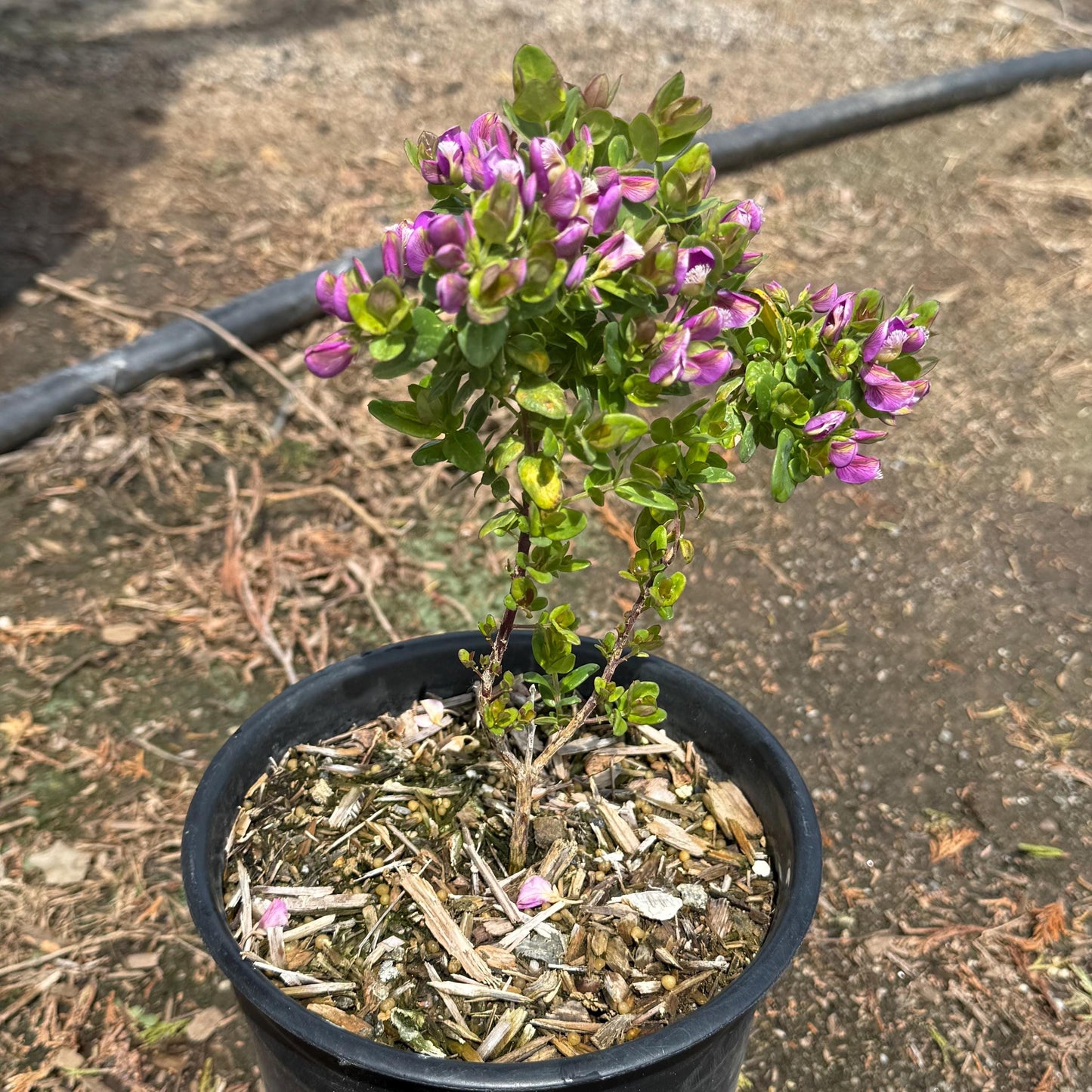 1gal Mexican Sweet Pea Shrub | Polygala x dalmaisiana
