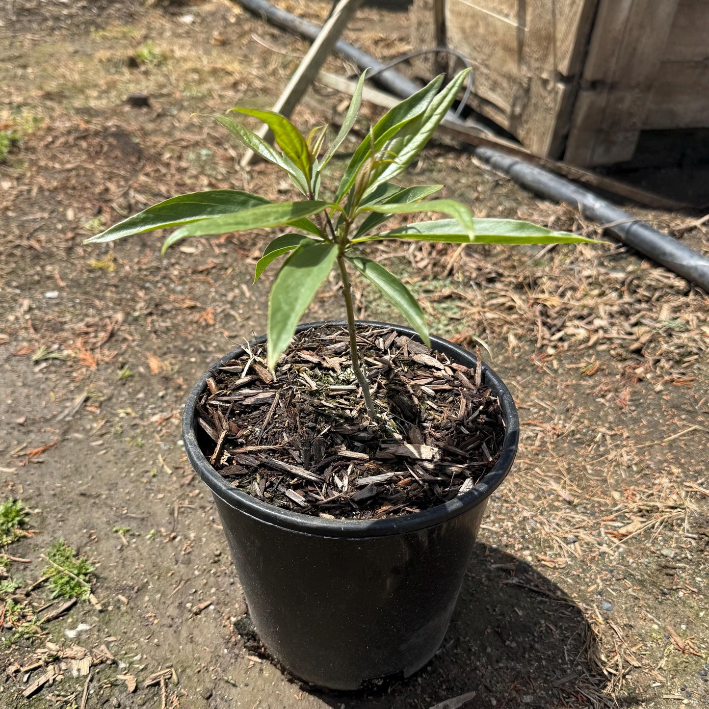 1gal Chitalpa Tree