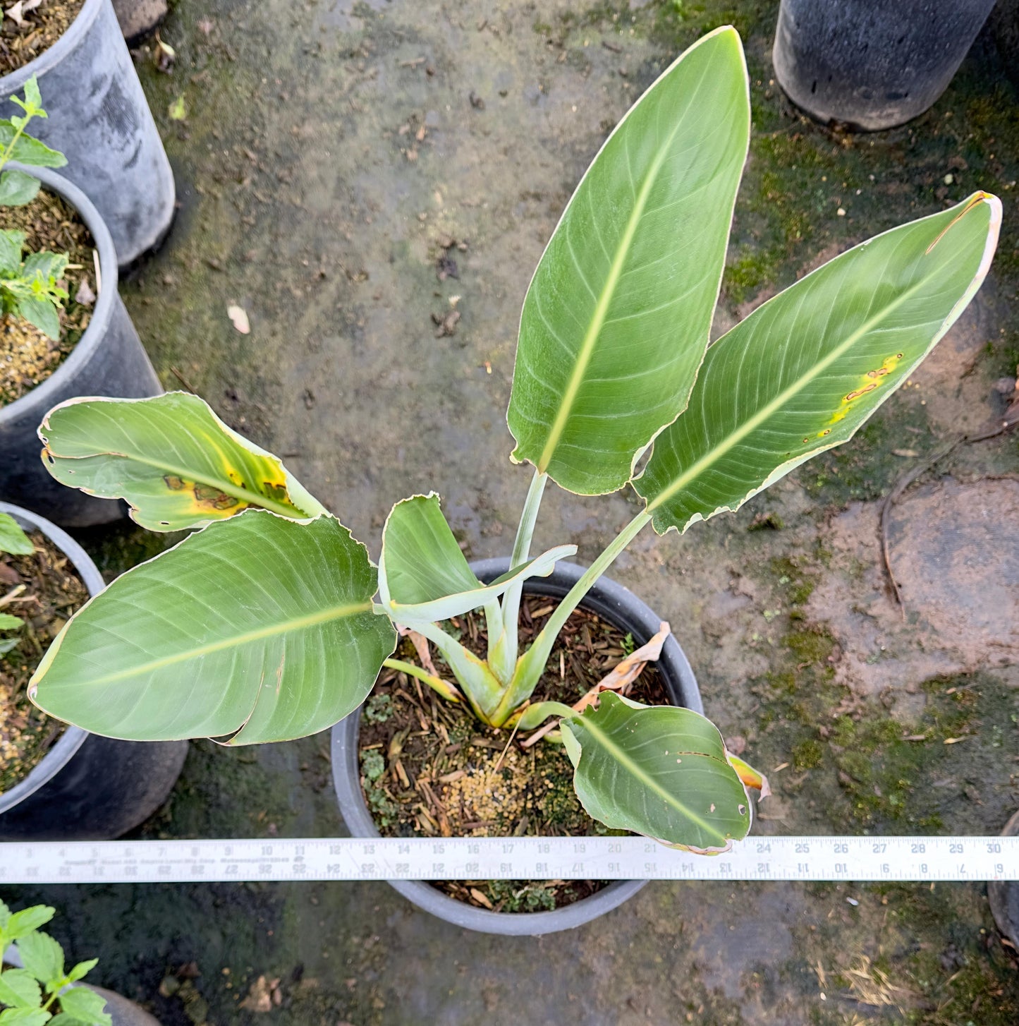 5gal Orange Bird of Paradise | Strelitzia reginae