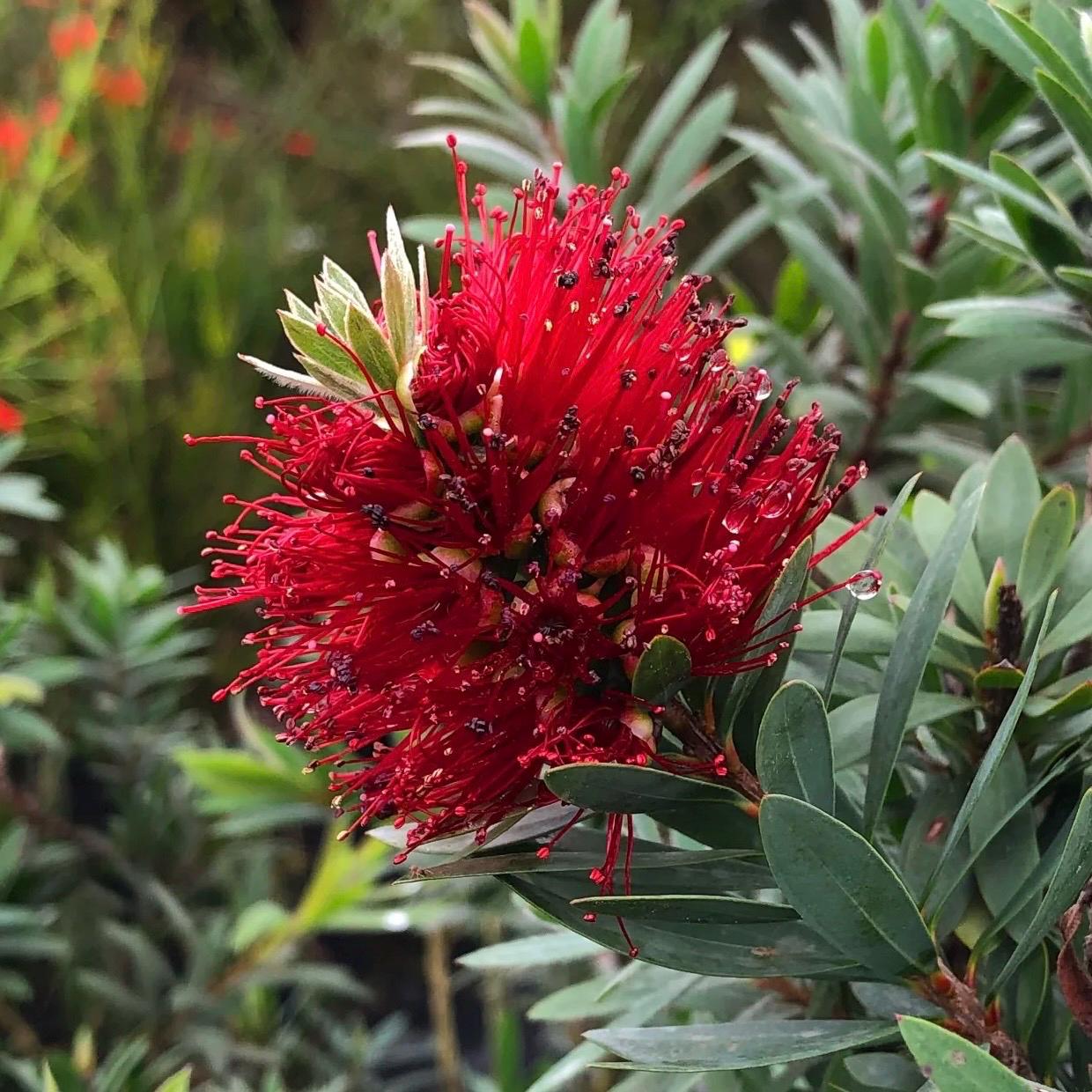 1gal Dwarf Bottlebrush 'Little John' | Callistemon 'Little John'