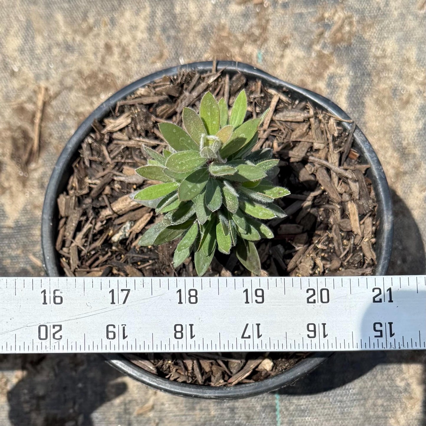 1gal Dwarf Bottlebrush 'Little John' | Callistemon 'Little John'
