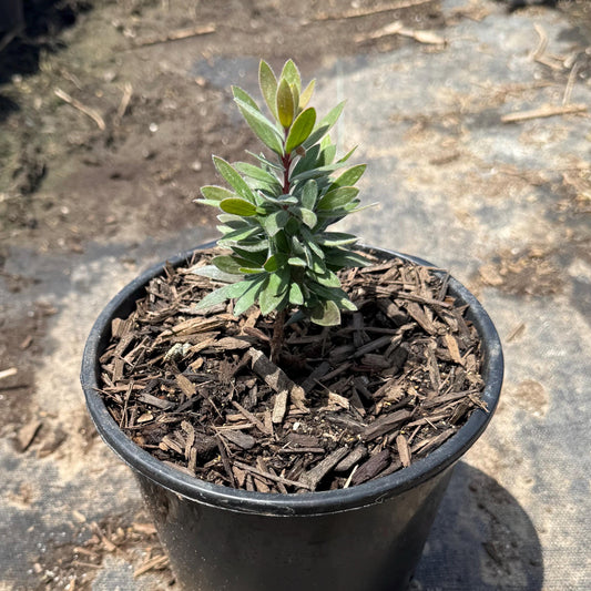 1gal Dwarf Bottlebrush 'Little John' | Callistemon 'Little John'