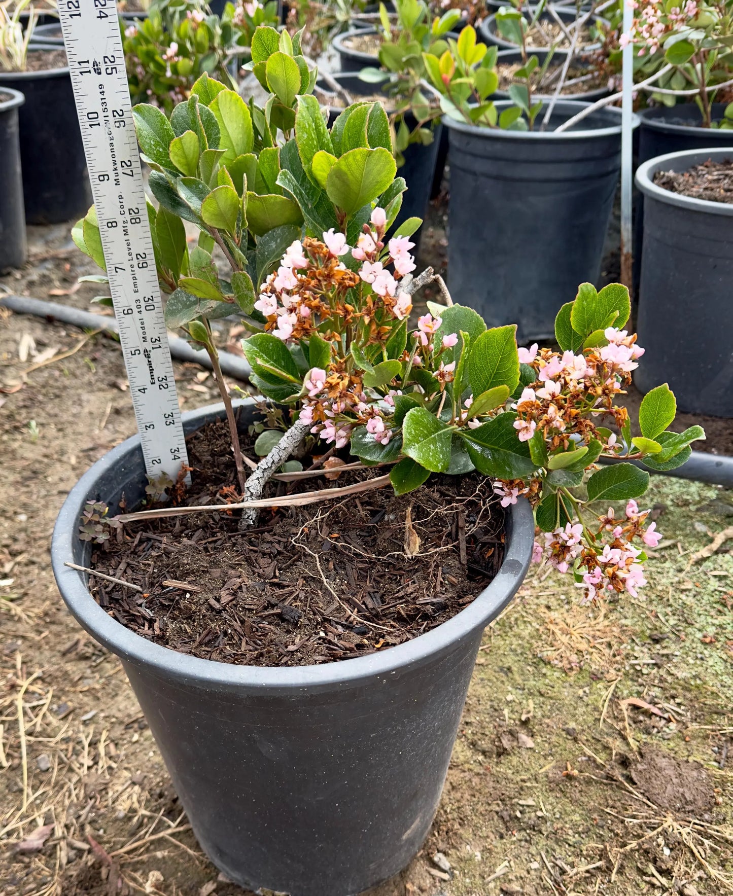 5gal Ballerina Indian Hawthorne | Rhaphiolepis indica ‘Ballerina’