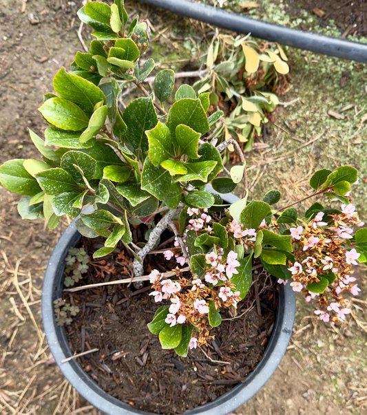 5gal Ballerina Indian Hawthorne | Rhaphiolepis indica ‘Ballerina’