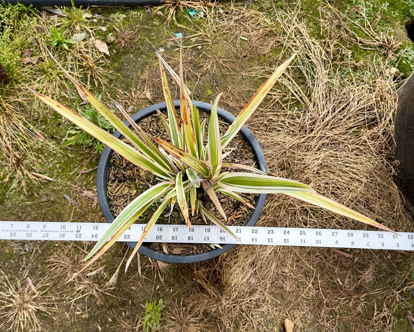 5gal Variegated Flax Lily | Dianella tasmanica Variegata