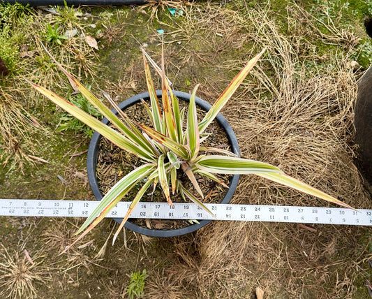 5gal Variegated Flax Lily | Dianella tasmanica Variegata