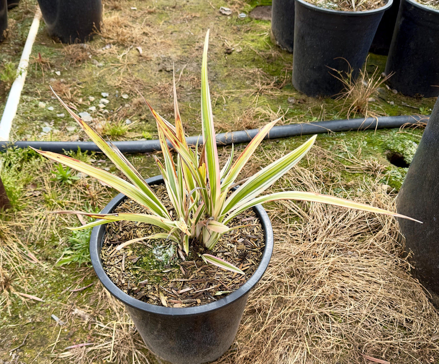 5gal Variegated Flax Lily | Dianella tasmanica Variegata