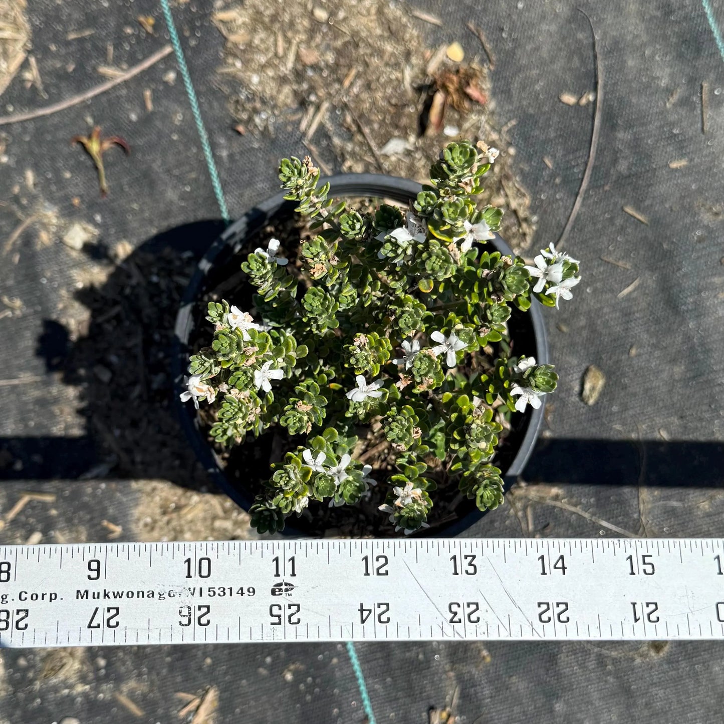 1gal Coast Rosemary 'Grey Box' | Westringia fruticosa 'WES04'