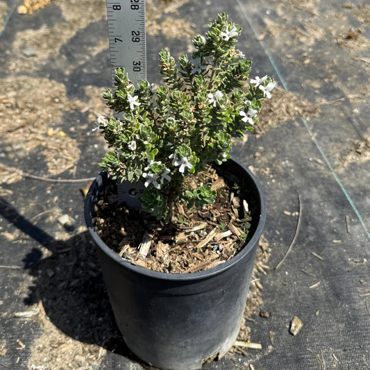 1gal Coast Rosemary 'Grey Box' | Westringia fruticosa 'WES04'