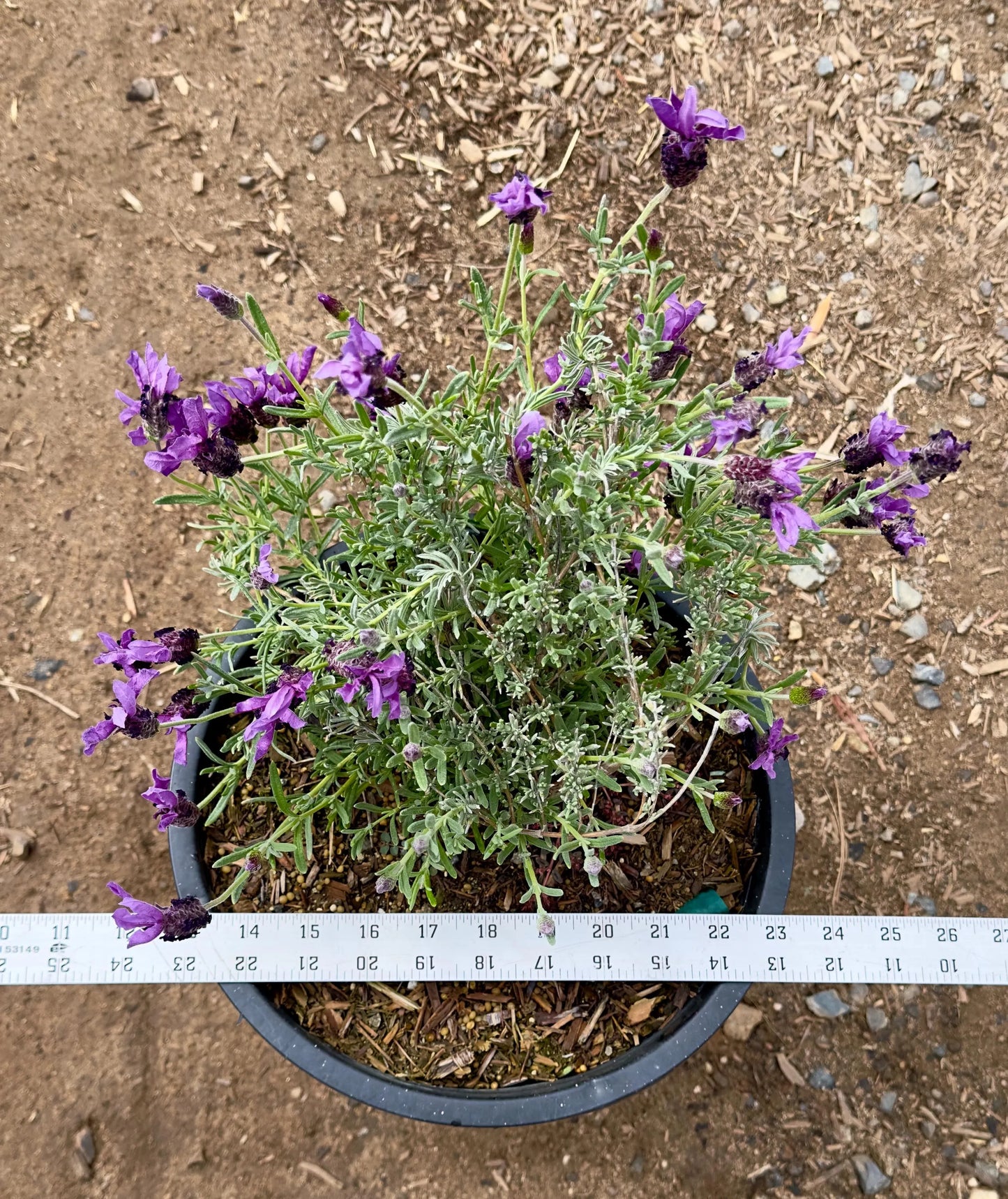 5gal Spanish Lavender | Lavendula stoechas