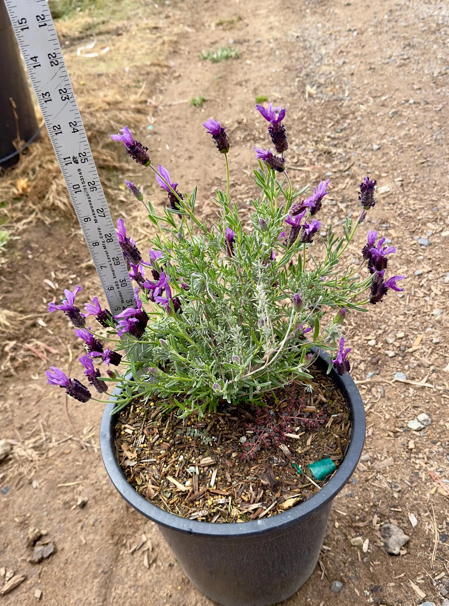 5gal Spanish Lavender | Lavendula stoechas