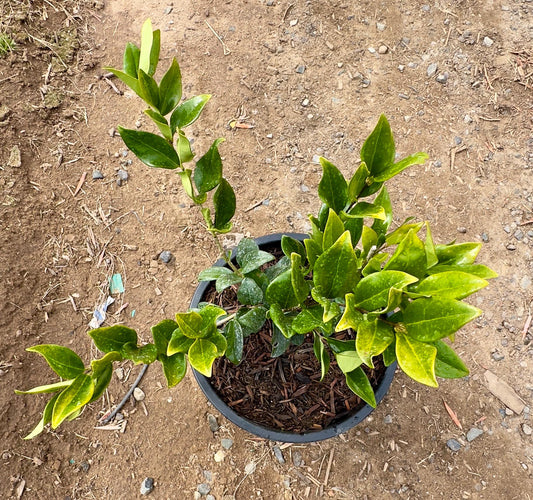 5gal Texas Waxleaf Privet | Ligustrum japonicum 'Texanum'