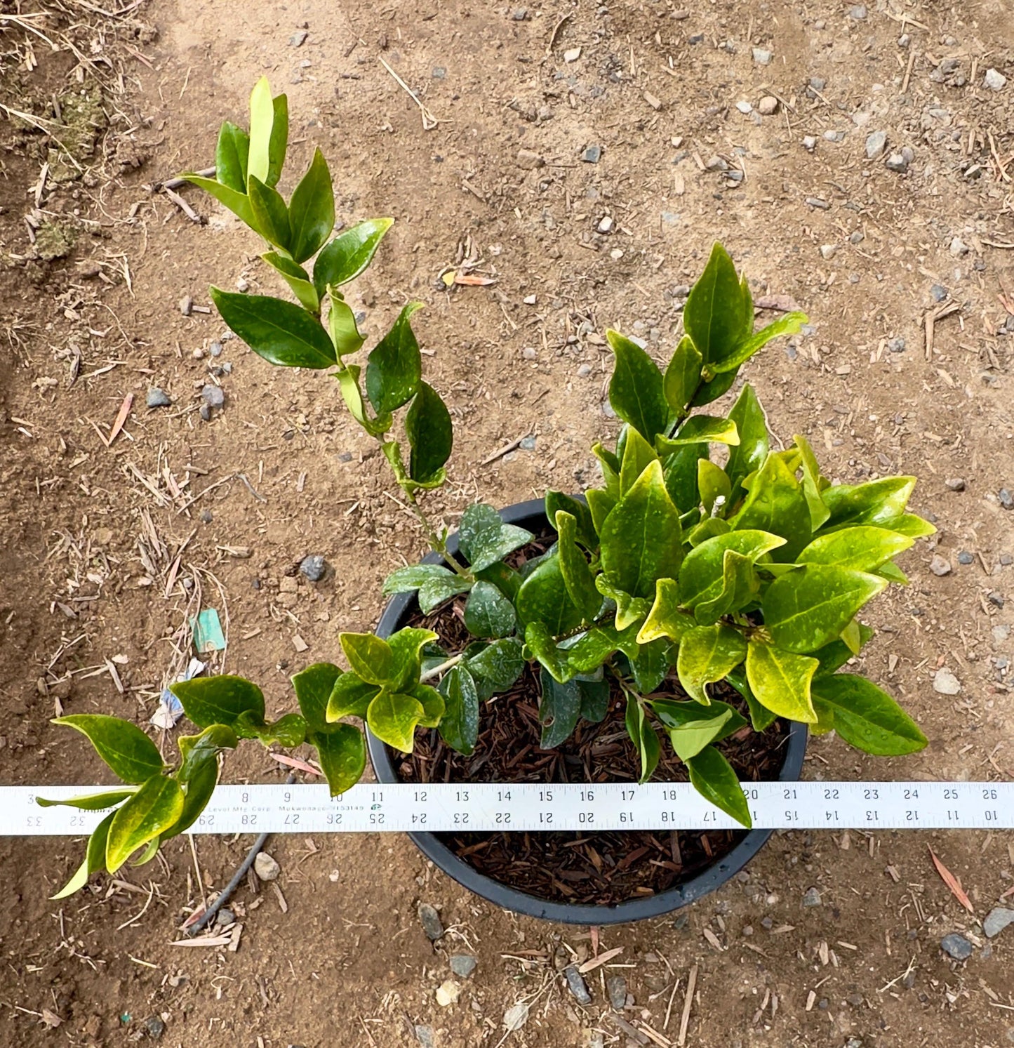 5gal Texas Waxleaf Privet | Ligustrum japonicum 'Texanum'