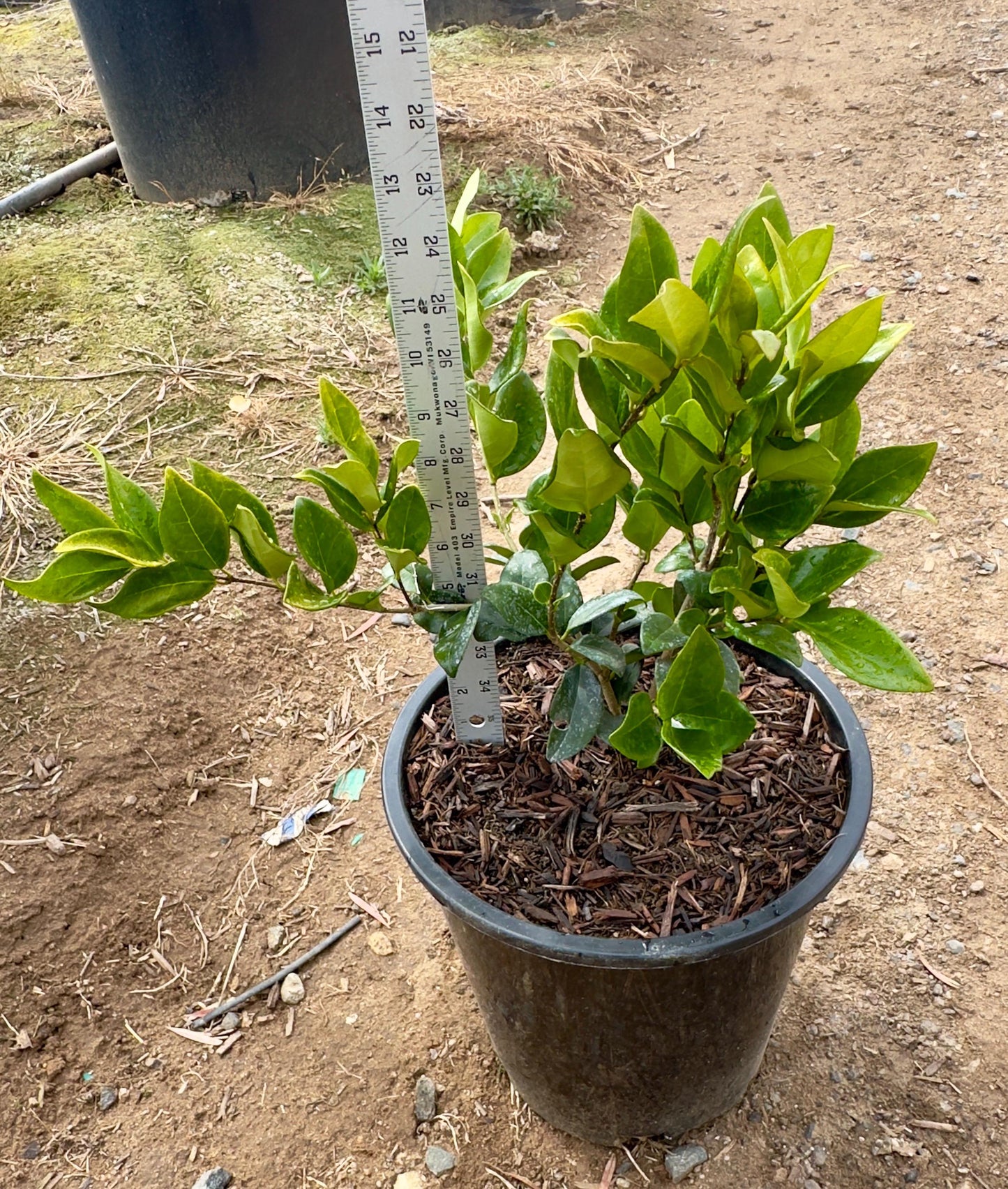 5gal Texas Waxleaf Privet | Ligustrum japonicum 'Texanum'