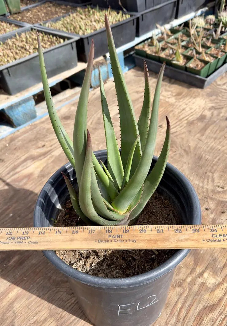 Aloe Wickensii EL2