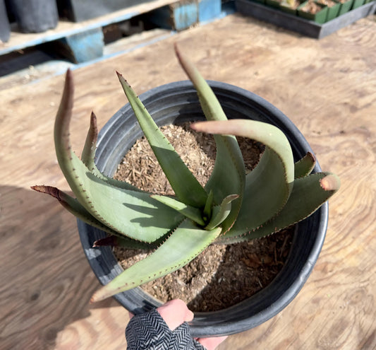 Aloe Wickensii EL3
