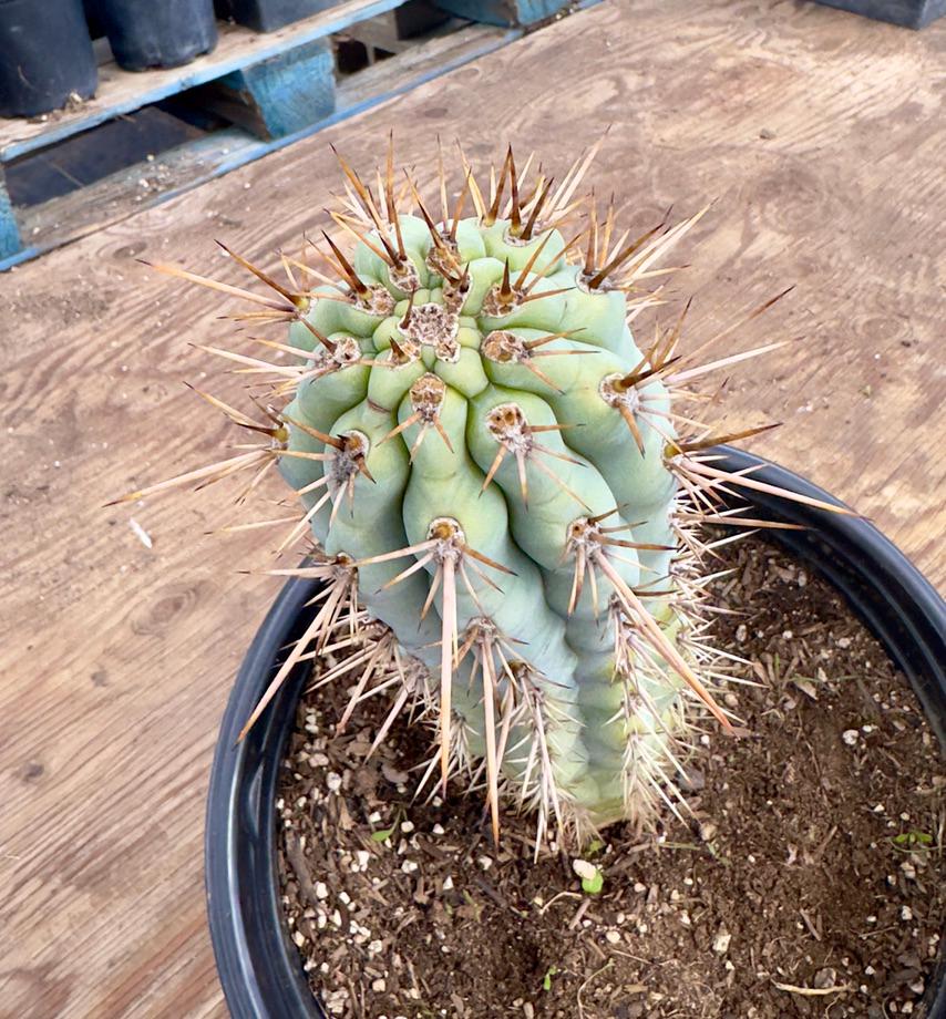 Browningia hertlingiana EL7 - Blue Cereus