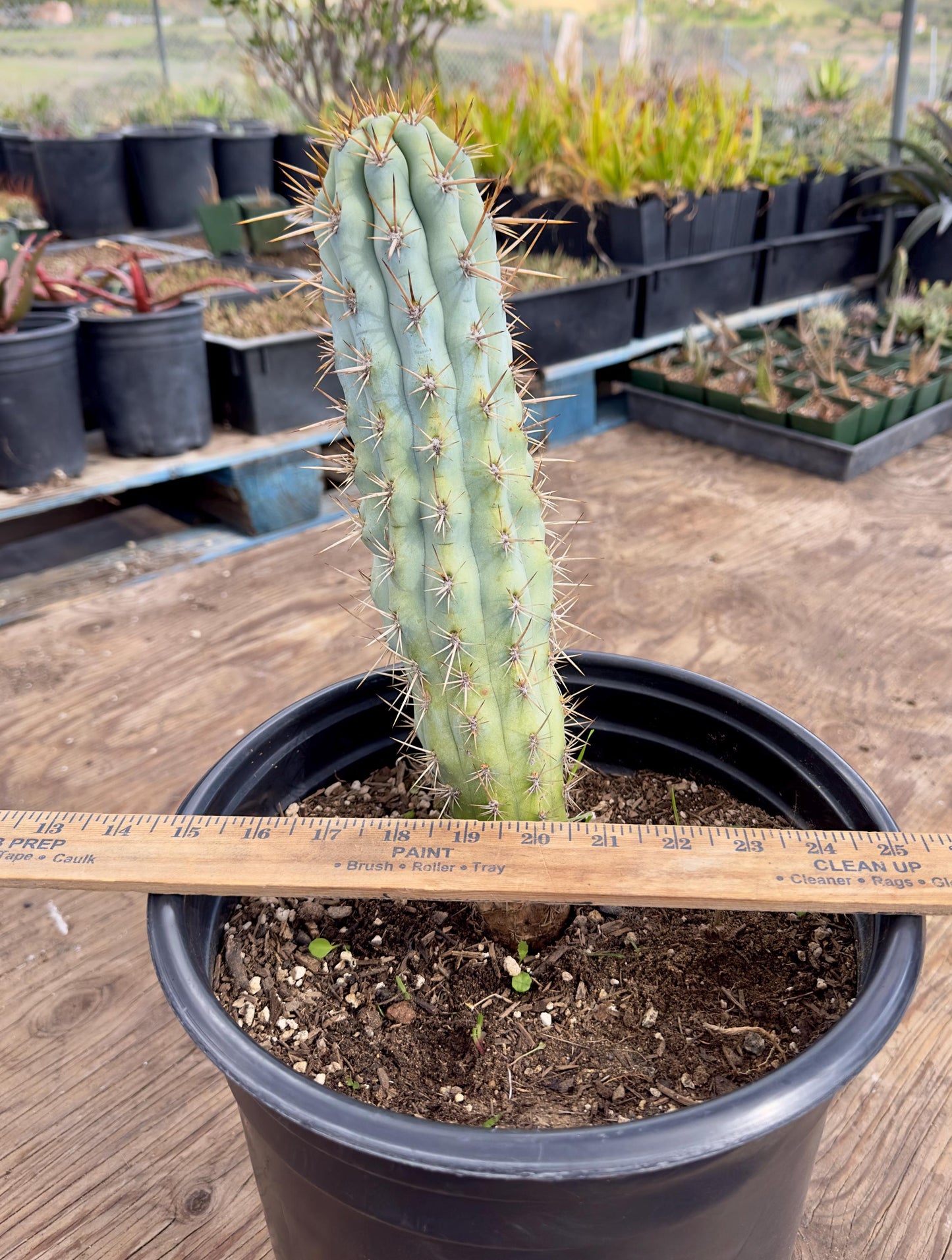 Browningia hertlingiana EL7 - Blue Cereus