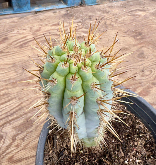 Browningia hertlingiana EL8 - Blue Cereus