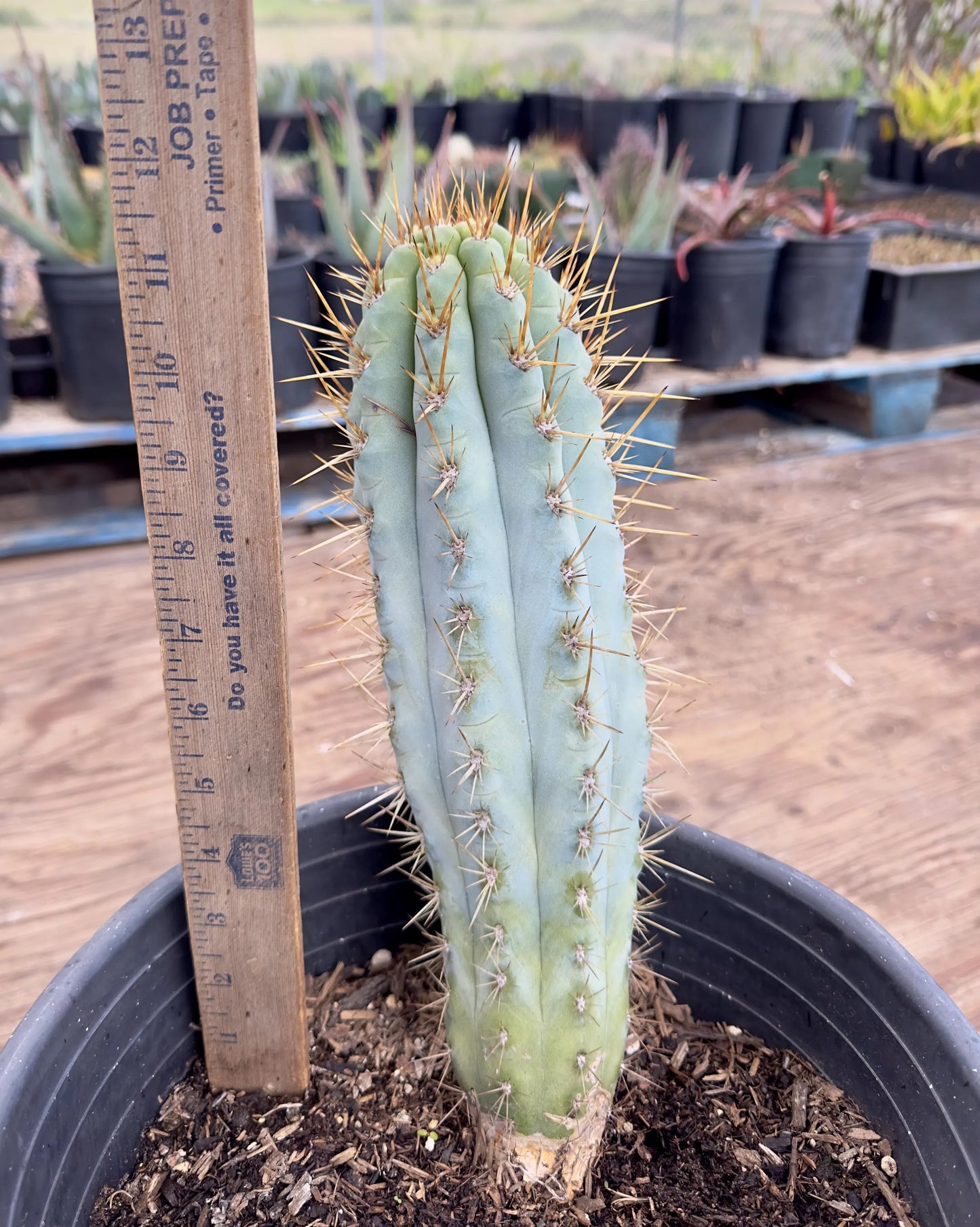 Browningia hertlingiana EL8 - Blue Cereus