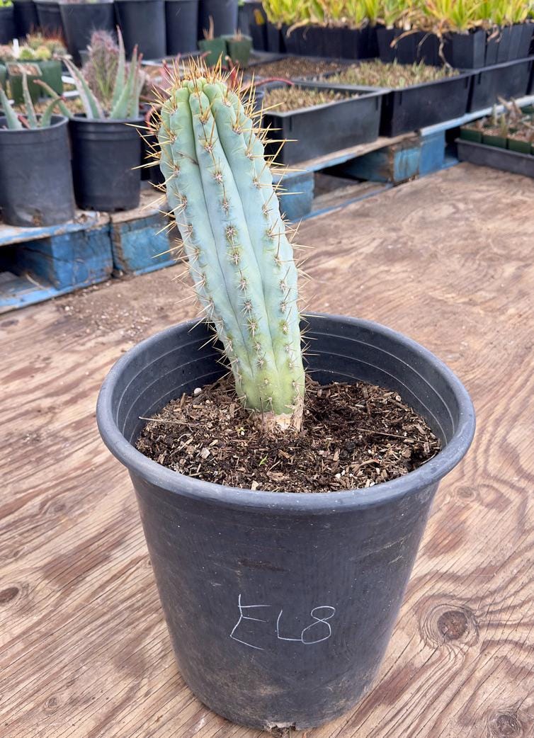 Browningia hertlingiana EL8 - Blue Cereus