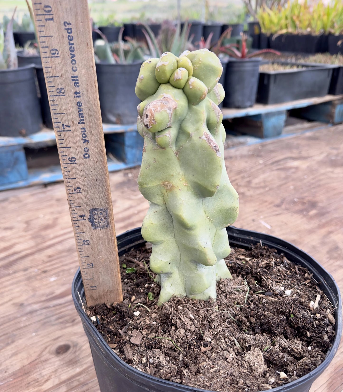 Totem Pole Cactus EL9 - Pachycereus schottii f. monstrosus