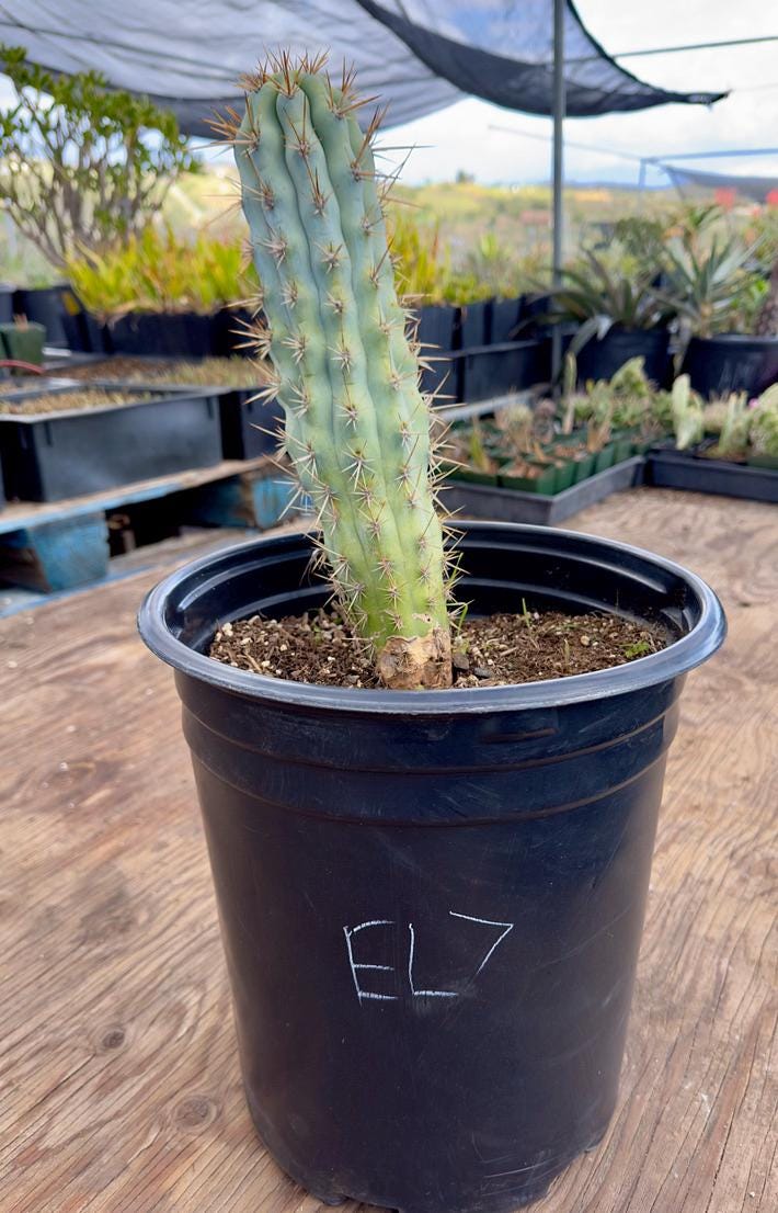 Browningia hertlingiana EL7 - Blue Cereus