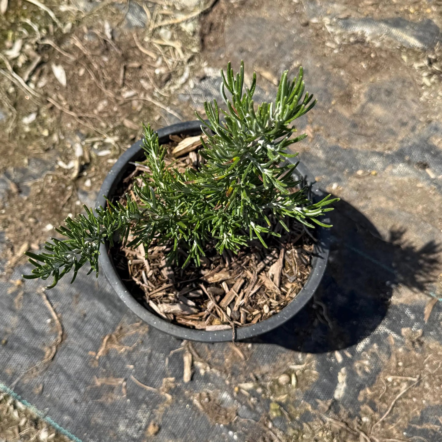 1gal Rosemary | Rosmarinus officinalis