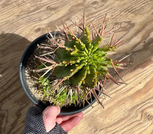 Euphorbia horrida var. noorsveldensis EL14